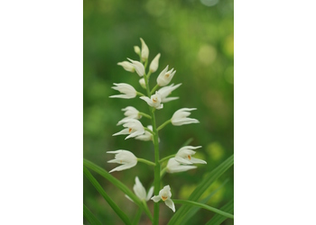 Langblättriges Waldvöglein (Cephalanthera longifolia) - © Emanuel Trummer